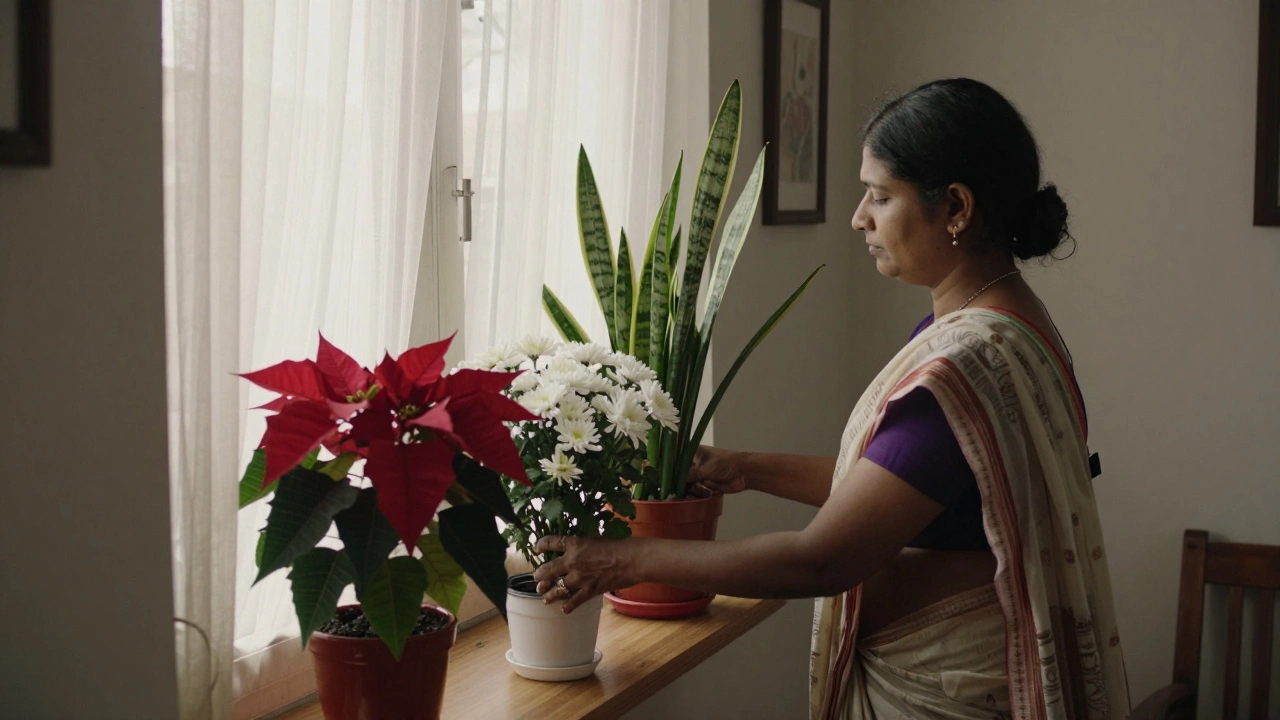 A woman replacing white funeral flowers with a snake plant and peace lily in a winter-lit Indian home.