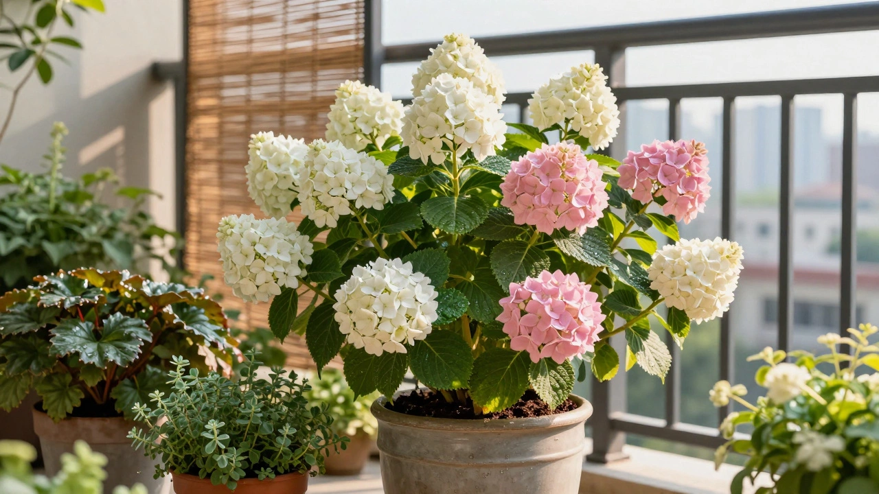 Are Hydrangeas Good for Balconies? A Practical Guide for Small Spaces