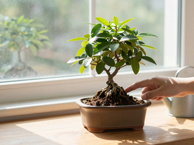 How to Care for a Bonsai Tree for Beginners: Simple Steps to Keep Your Mini Tree Alive