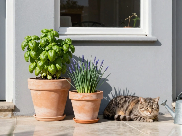 Best Colour for Terrace Gardening: How Paint Choice Affects Your Outdoor Space