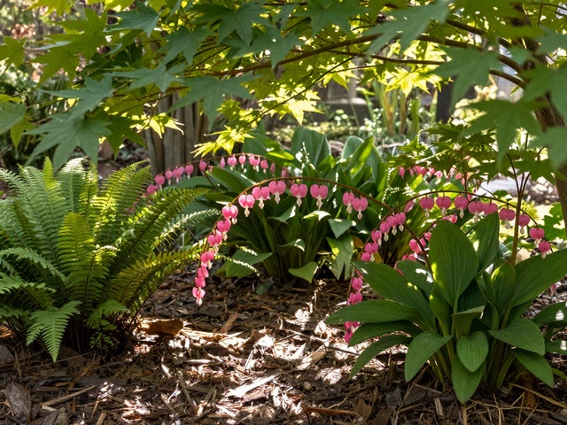 Where to Plant Bleeding Hearts for Best Growth and Bloom