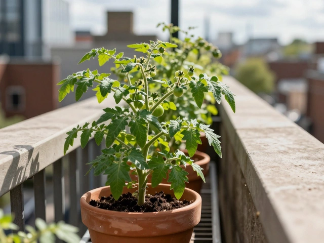 Do Cherry Tomatoes Need Direct Sunlight? The Balcony Gardener’s Guide to Light Requirements