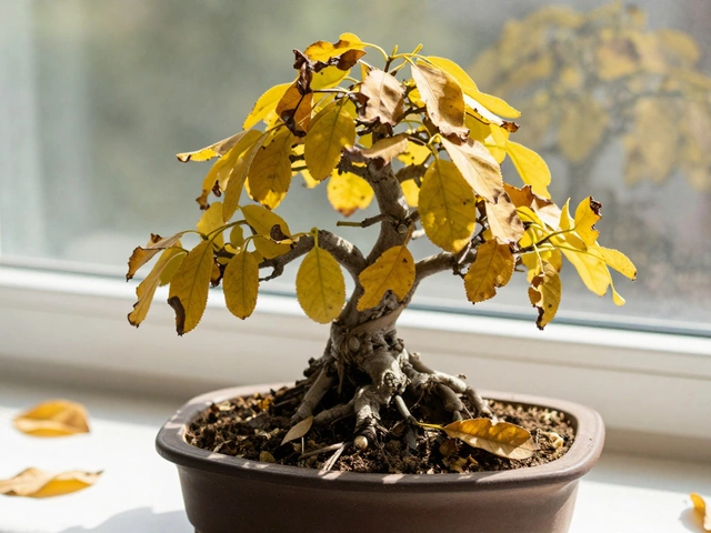 What Not to Do with Bonsai: 7 Mistakes That Kill Your Tree