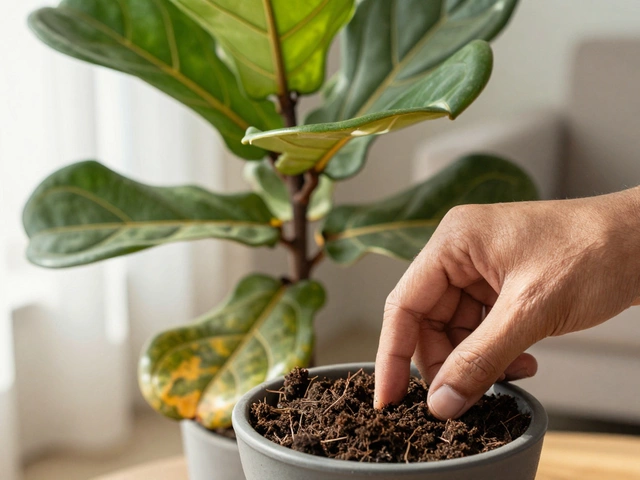 How to Stop Houseplants from Dying: A Practical Survival Guide