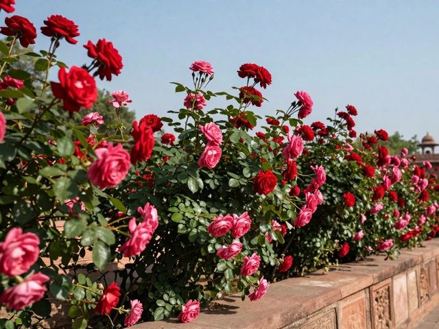 When Do Roses Bloom in India? Complete Seasonal Guide