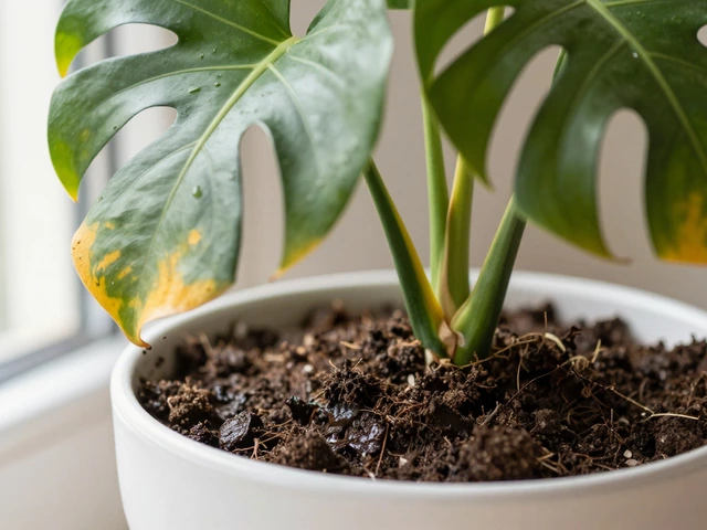 How to Dry Out Houseplant Soil: Quick Fixes & Prevention