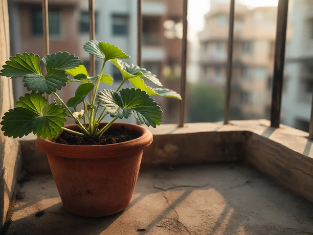 Can I Grow Strawberries on My Balcony? A Complete Guide